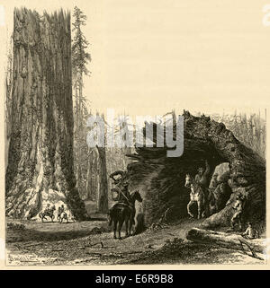 Circa 1870 antica incisione. Cavaliere a cavallo passa attraverso la caduta di una sequoia gigante albero nel Parco Nazionale di Yosemite. Foto Stock