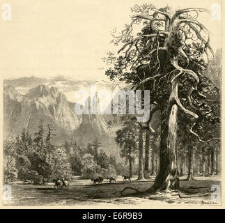 Circa 1870 antica incisione, 'Valle piano con vista della Cattedrale di guglie' nel Parco Nazionale di Yosemite. Foto Stock
