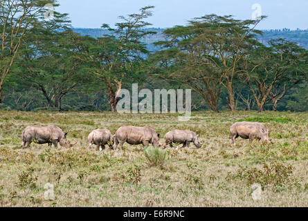 Cinque i rinoceronti bianchi che pascolano nella prateria sostenuta da boschi di acacia nel lago Nakuru National Park Kenya Africa orientale Foto Stock