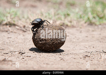 Dung beetle rolling ball di sterco feci in Lake Nakuru National Park Kenya Africa orientale Foto Stock