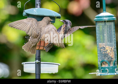 Un adulto di starling comune (Sturnus vulgaris) lungo con un bambino su un uccello alimentatore in un urbano giardino inglese. Foto Stock