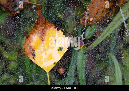 Giallo autunno foglie di betulla ragnatela Foto Stock