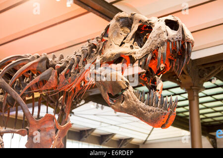 T-rex skull su uno scheletro completo. bocca aperta con i denti. Verticale. Nessuno Foto Stock