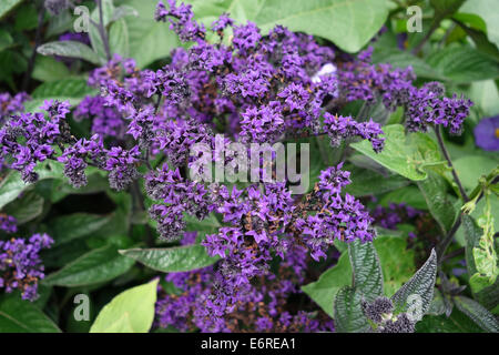 Heliotropium arborescens marine Foto Stock