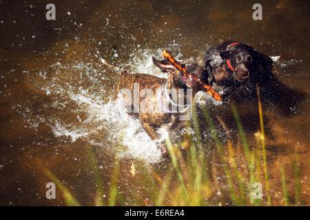 A 5 MESE IL TEDESCO Shorthaired puntatore insegue un altro cane in acqua Foto Stock