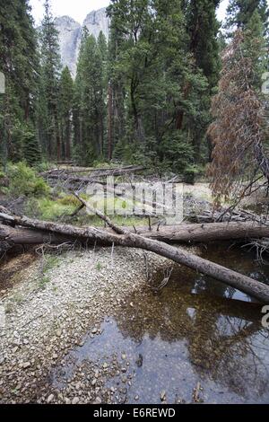 Los Angeles, California, USA. 25 Ago, 2014. Il parco nazionale di Yosemite creek inferiore al Yosemite Falls sorge a secco in Yosemite Valley 25 agosto 2014 nel Parco Nazionale di Yosemite in California. © Ringo Chiu/ZUMA filo/Alamy Live News Foto Stock