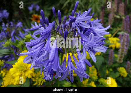 Agapanthus blu mezzanotte Foto Stock