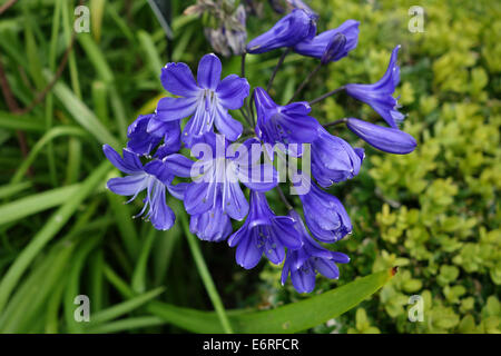 Agapanthus blu mezzanotte Foto Stock