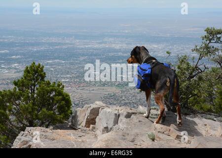 Il mio cane Luca guardando attraverso il paese nella parte superiore di una sella di Sandia Mountains del New Mexico - USA Foto Stock