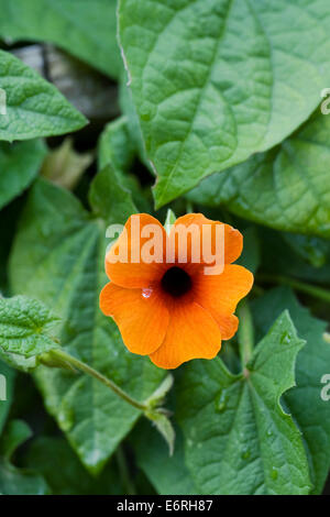 Thunbergia alata. Black-eyed Susan fiore. Foto Stock