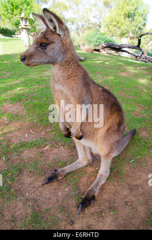 Kangaroo pone per un lato verticale in Australia Foto Stock