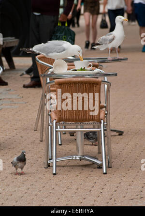 Gabbiani comuni assaporerete avanzi di cibo su un outdoor cafe tabella Foto Stock