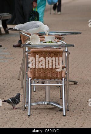 Gabbiani comuni assaporerete avanzi di cibo su un outdoor cafe tabella Foto Stock