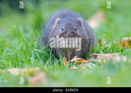 Eurasian acqua Vole (Arvicola amphibius)in erba corta Foto Stock