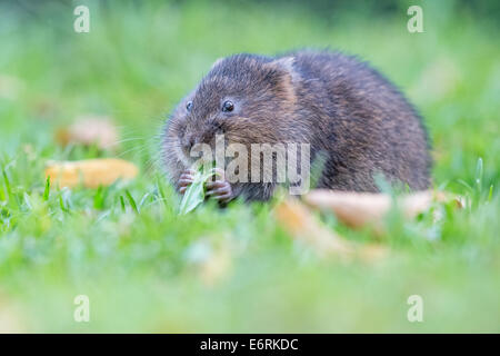 Eurasian acqua Vole (Arvicola amphibius) alimentazione sull'erba Foto Stock