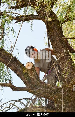 Tree Trimming, Portland, Oregon 140805 61750 Foto Stock