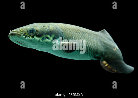 I capretti Arapaima Leptosoma acquario subacqueo Shot Foto Stock