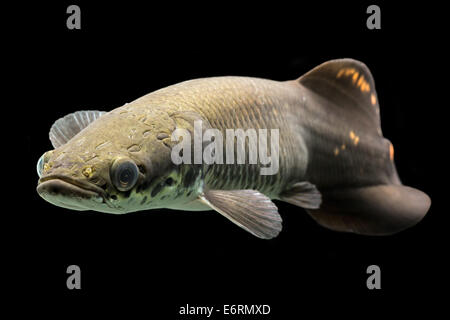 I capretti Arapaima Leptosoma acquario subacqueo Shot Foto Stock