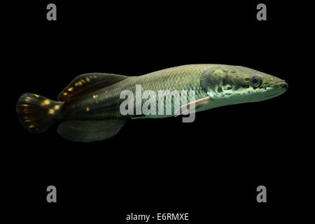 I capretti Arapaima Leptosoma acquario subacqueo Shot Foto Stock