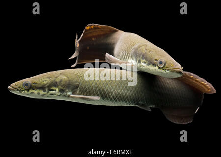 Maschio e femmina capretti Arapaima Gigas Leptosoma Acquario Studio Shot Foto Stock