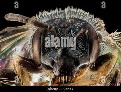 Perdita halictoides, F, viso, VT, Chittenden County 2014-02-25-164136 ZS PMax 13138145074 o nuove specie Vermont Record. Questo li Foto Stock