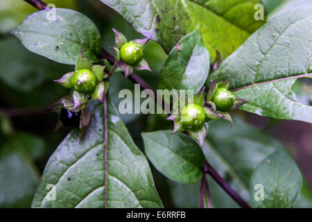 Atropa belladonna, belladonna, velenosi frutti maturi, estate, impianti pericolosi Foto Stock