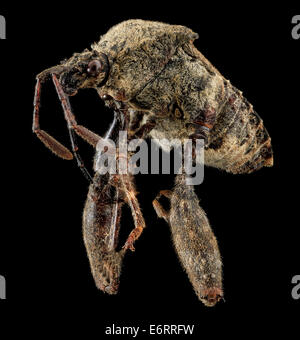 Questa immagine mostra un insetto vegetale, forse Merocoris distinctus, della contea di Prince George, Maryland. La foto mette in evidenza le sue caratteristiche, come l'aspetto a base di foglie, che aiuta nella sua identificazione all'interno della famiglia Coreidae di veri insetti. Foto Stock