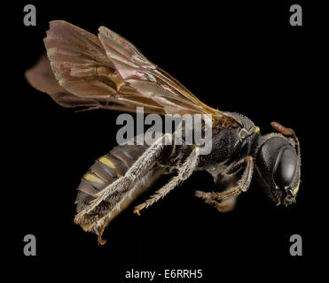 Specie Psaenythia, m, argentina, side 2014-08-07-164735 ZS PMax 14843354390 o un popoloso genere con molti sud americana specie Foto Stock