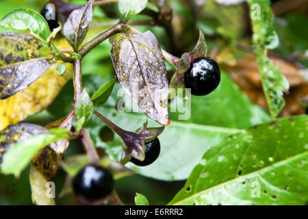 Atropa belladonna, belladonna, velenosi frutti maturi, estate, impianti pericolosi Foto Stock