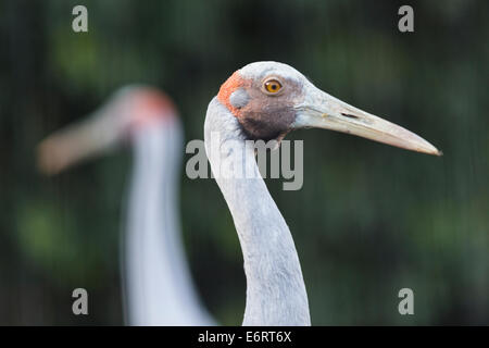 Gru Sarus (Grus antigone) nel Snowdon voliera alla ZSL London Zoo Foto Stock