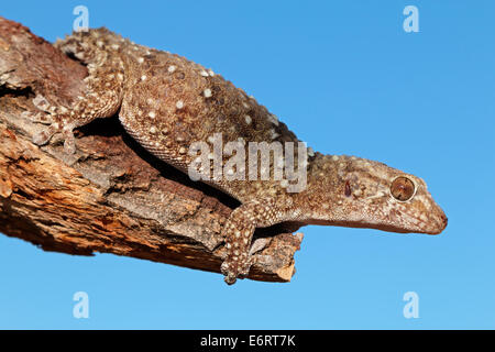 Bibron gecko (Pachydactylus bibronii) su un ramo, deserto Kalahari, Sud Africa Foto Stock