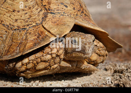 Close-up ritratto di leopard o mountain tartaruga (Stigmochelys pardalis), Sud Africa Foto Stock