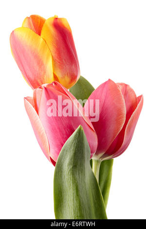 Tre tulip fiori isolati su sfondo bianco Foto Stock