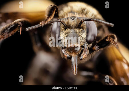 Svastra obliqua, f, faccia, MD, kent county 2014-07-22-094241 ZS PMax 14746499644 o trovato sul collo orientale Island National Wildlife Foto Stock