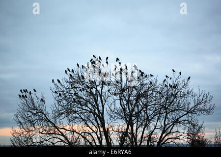 Corvo sull'albero Foto Stock