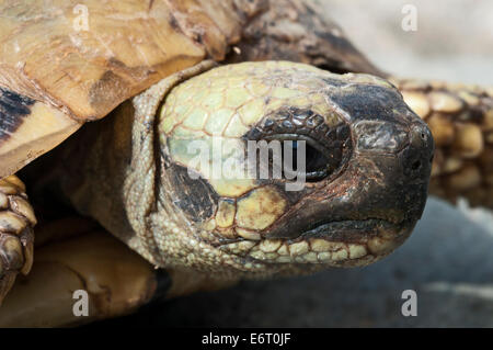 Testa di Hermann's tartaruga (Testudo hermanni) Foto Stock