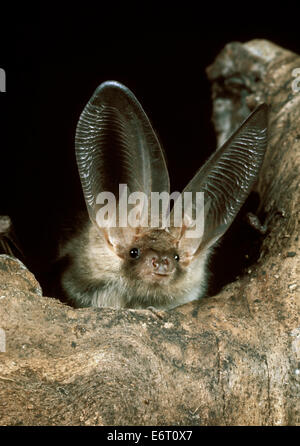 Brown Long-eared Bat - Plecotus auritus Foto Stock