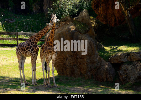 Due giraffe (Giraffa camelopardalis) nel Parco Naturale di Cabarceno, Cantabria, Spagna, Europa Foto Stock