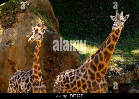 Due giraffe (Giraffa camelopardalis) nel Parco Naturale di Cabarceno, Cantabria, Spagna, Europa Foto Stock