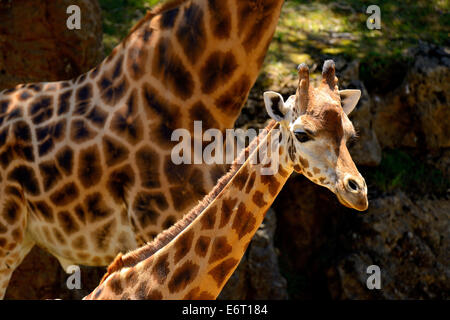 Due giraffe (Giraffa camelopardalis) nel Parco Naturale di Cabarceno, Cantabria, Spagna, Europa Foto Stock