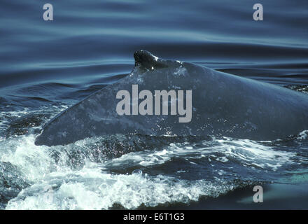 Humpback Whale - Megaptera novaeangliae Foto Stock