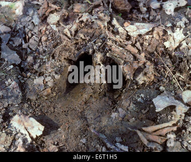 Cervi Sika - Cervus nippon Foto Stock