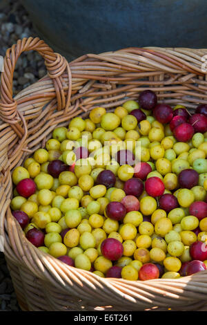 Foraged ciliegio selvatico le prugne in un cesto di vimini. Regno Unito Foto Stock