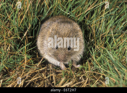 Corto-tailed Vole (campo Vole) - Microtus agrestis Foto Stock