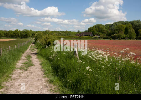 Campo di erba rossa e la mucca prezzemolo in abbondanza ai piedi della collina Wolstonbury, Hurstpierpoint, West Sussex, in Inghilterra Foto Stock