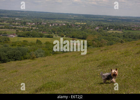 Yorkshire Terrier su una collina con vista dalla collina Wolstonbury al basso Weald, South Downs, West Sussex, in Inghilterra Foto Stock