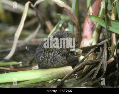 Acqua Vole - Arvicola terrestris Foto Stock