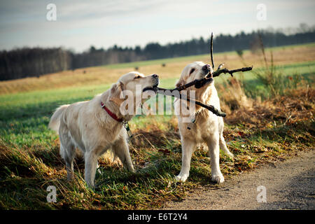 Due golden retriever giocando con il ramo Foto Stock