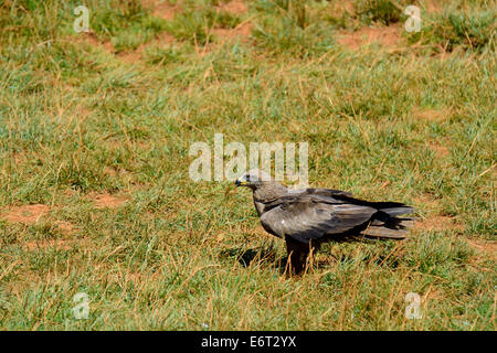 Torna il kite in volo (Milvus migrans) nel Parco Naturale di Cabarceno, Cantabria, Spagna, Europa Foto Stock