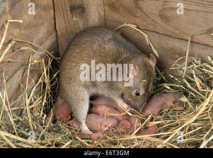 Marrone - ratto Rattus norvegicus Foto Stock